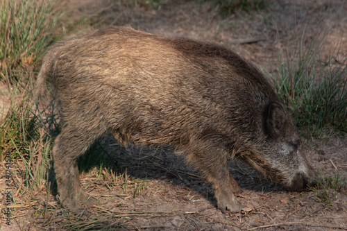 little wild boar, close shot