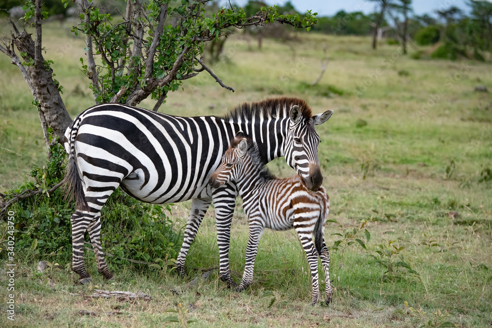 Fototapeta premium mother zebra and her foal in the savannah in the Masai mara