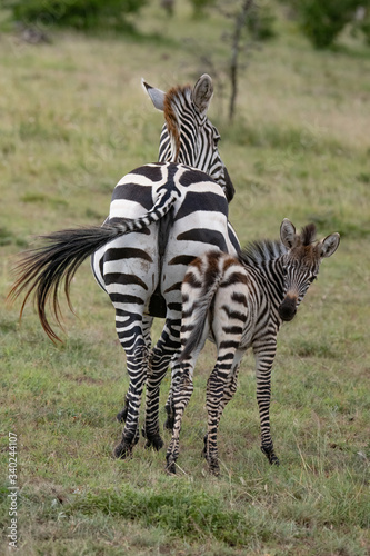 young zebra foal looking back as it and its mother move away in the Masai Mara savannah