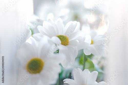 Herbal flowers white daisies