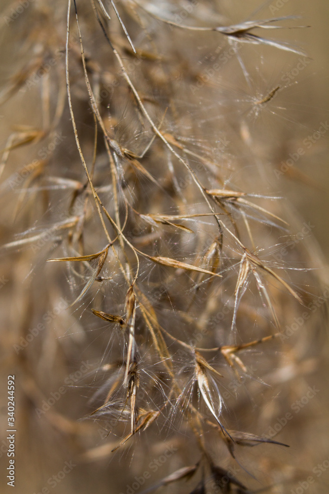 Fototapeta premium Yellow plant. Spring. Macro