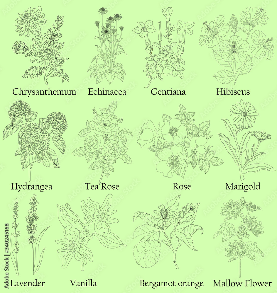 Obraz Herbal. Illustration of a plants in a vector with flower for use in decorating, creating bouquets, cooking of medicinal and herbal tea. Also for coloring book or for studying botanical properties.