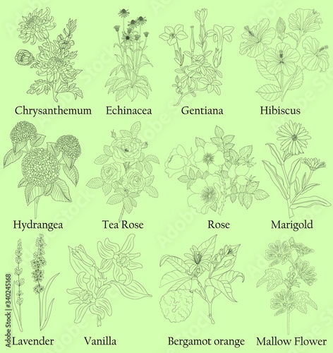 Herbal. Illustration of a plants in a vector with flower for use in decorating, creating bouquets, cooking of medicinal and herbal tea. Also for coloring book or for studying botanical properties.