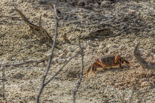 Small land crab (Cardisoma carnifex) stands near its sandy hole and looks warily photo