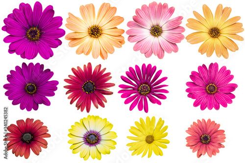 Multi color Cape marguerite as background picture.flower on clipping path.