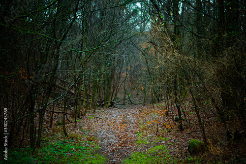 One way dark lonely path in a forest photo