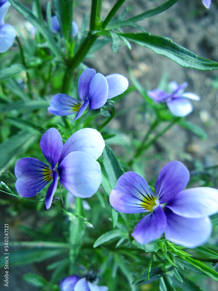 beautiful wildflower in the foreground macro shot