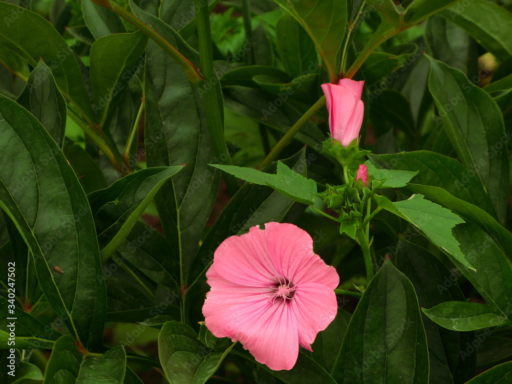 beautiful wildflower in the foreground macro shot beautiful wildflower in the foreground macro shot