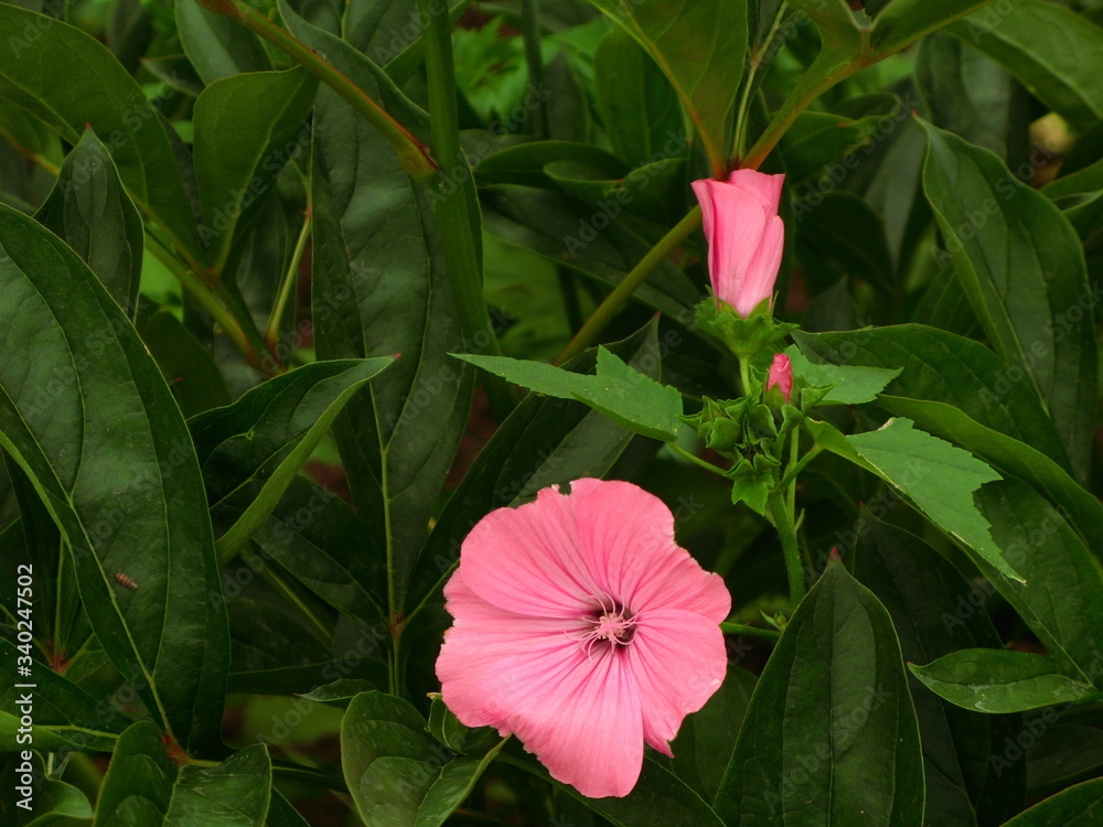 beautiful wildflower in the foreground macro shot