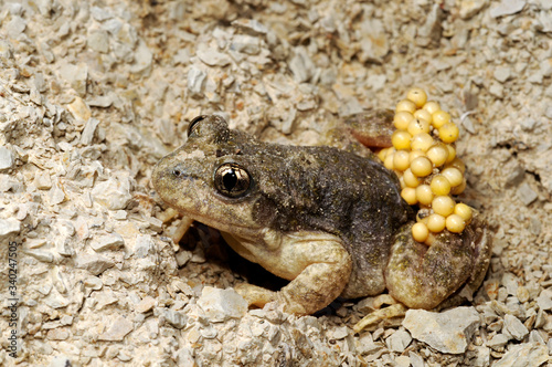 Betic midwife toad / Südostiberische Geburtshelferkröte (Alytes dickhilleni) - Sierra de Cazorla,  Spain / Spanien  photo