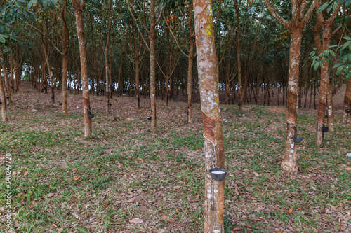 Rubber Tree plantation. Harvesting natural rubber in Laos.