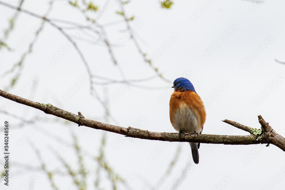 blue bird blue bird