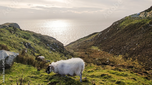 Schaf auf einer Klippe in Irland mit Atlantik im Hintergrund