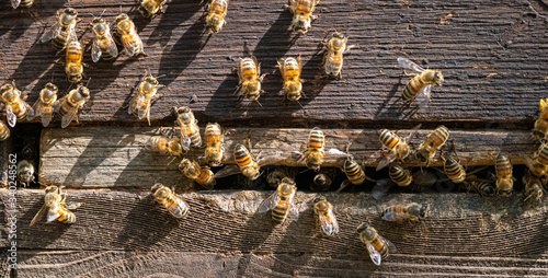 Bee HoneyBee at Opeing of Bee Hive group close up Image photo