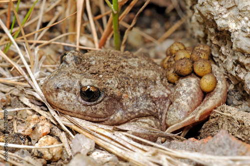 Geburtshelferkröte (Alytes obstetricans boscai) aus Portugal - Common midwife toad from Portugal
 photo