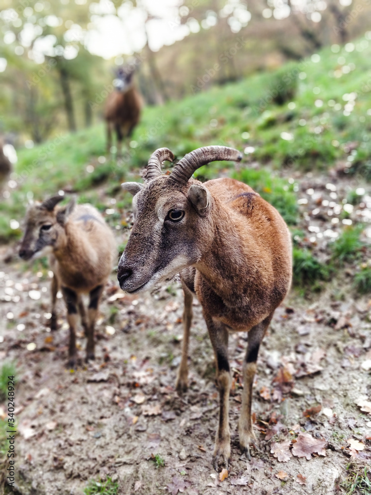 Fototapeta premium Mufflons