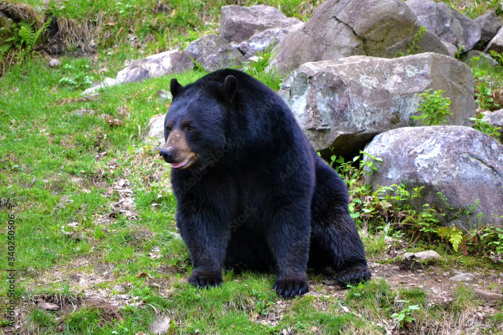 Fototapeta premium Ours noir