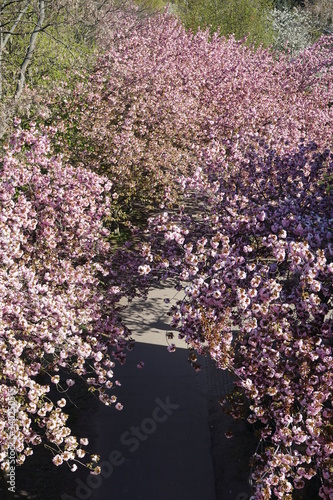 Blühende Kirschbäume am Berliner Mauerweg von oben gesehen (Bornholmer Straße)