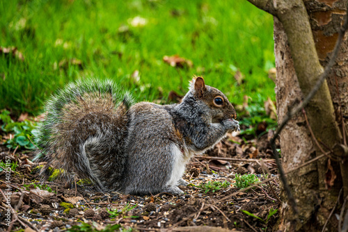 squirrel eating nut