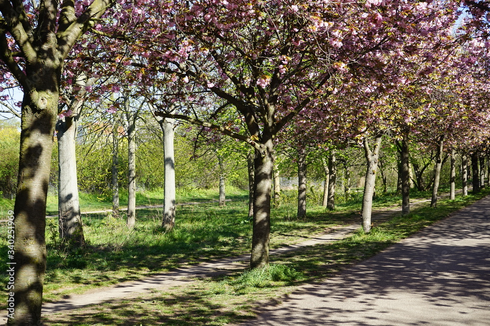 Japanische Kirschblüte am Berliner Mauerweg bei Sonnenschein (Bornholmer Straße) Japanische Kirschblüte am Berliner Mauerweg bei Sonnenschein (Bornholmer Straße)