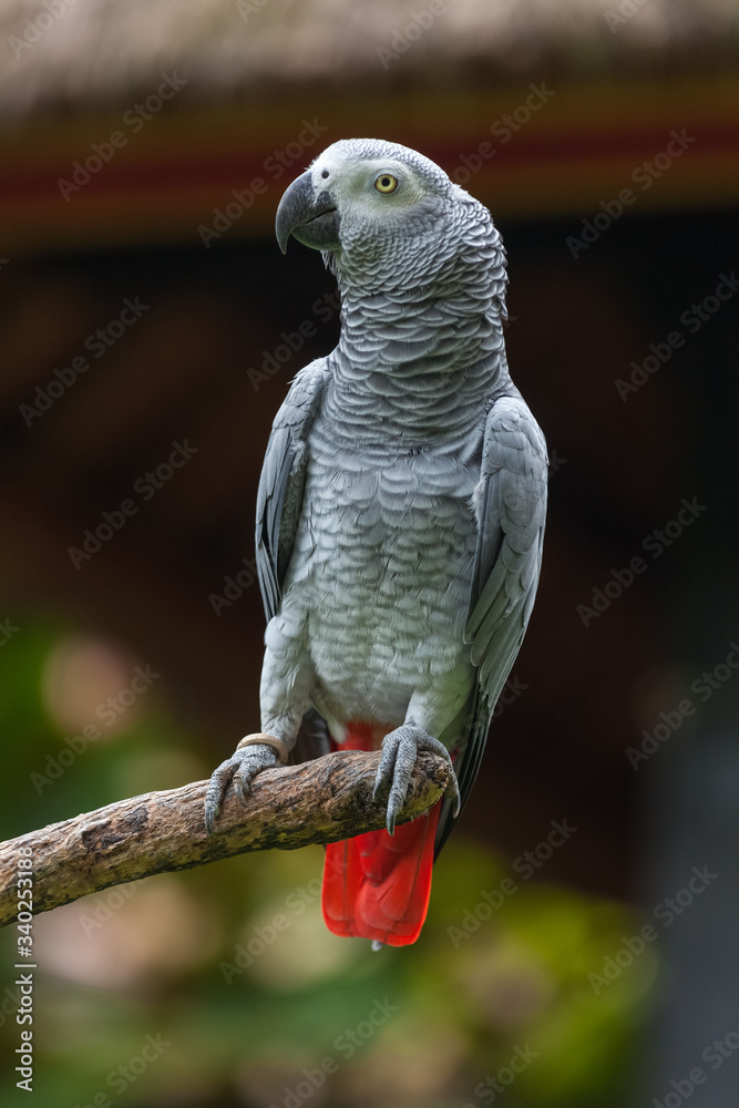 Obraz premium Parrot sits on the dry tree with natural urban background