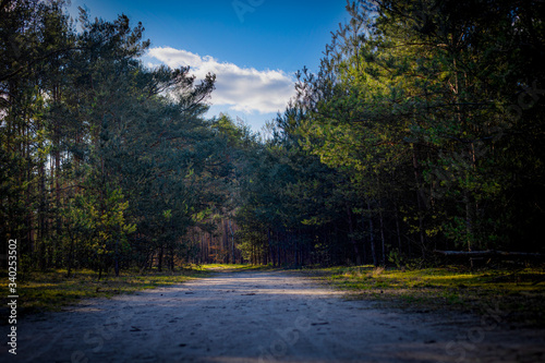 Fototapeta Naklejka Na Ścianę i Meble -  Droga w zielonym lesie.