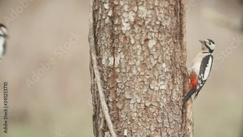 A Great Spotted Woodpecker defends its food against the threat of another bird in slow motion. photo