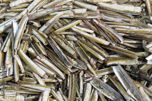Close-up of a huge pile of razor clam shells (ensis ensis) lying on the beach at low tide after a strong storm
