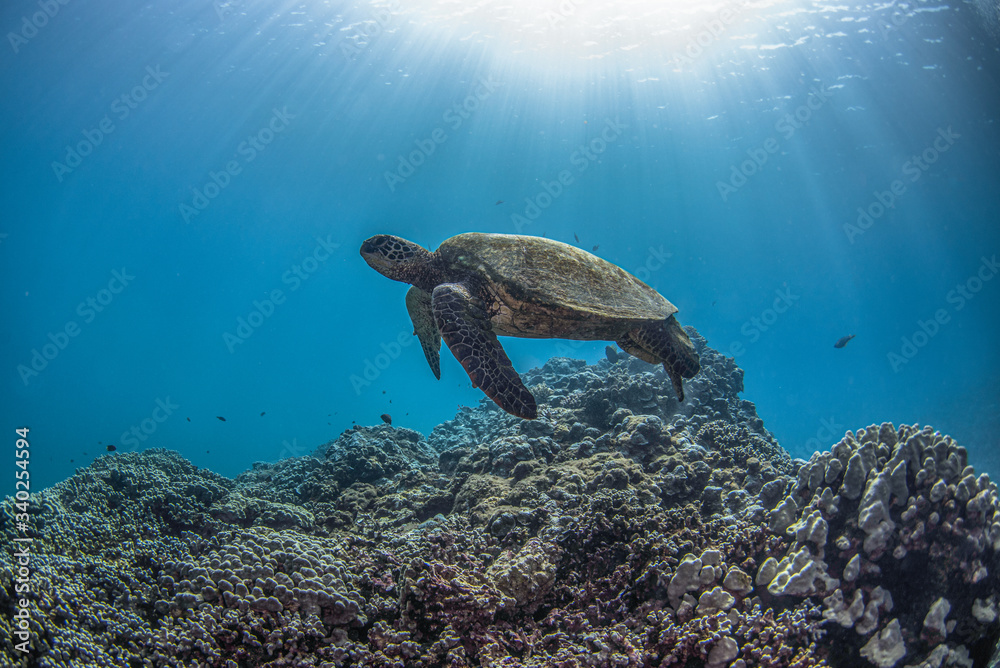 Obraz premium sea turtle