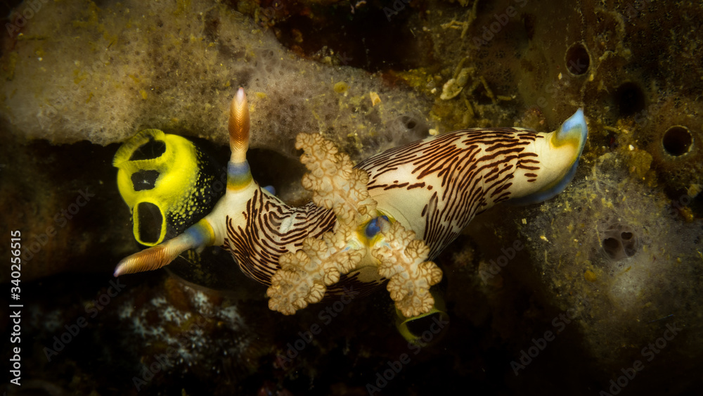 Peces exóticos de colores y formas extrañas en el fondo del mar, fotografía  submarina, foto de Stock | Adobe Stock