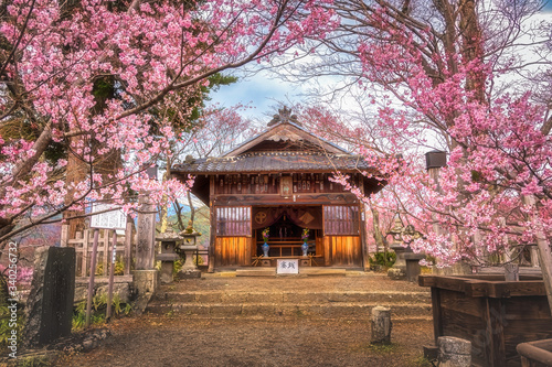 One of shrine at Takato Castle Ruins, Nagono Prefecture with Pink cherry blossoms in Japan. Popular sights for tourist for flower sightseeing.  © Jack