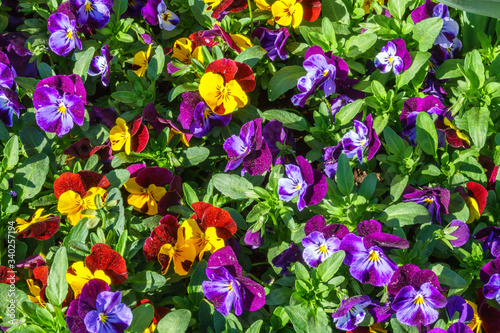 Flowering pansies in a garden