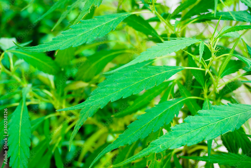 Green cannabis leaves commercial cannabis cultivar plantation in the mountains Green cannabis leaves commercial cannabis cultivar plantation in the mountains