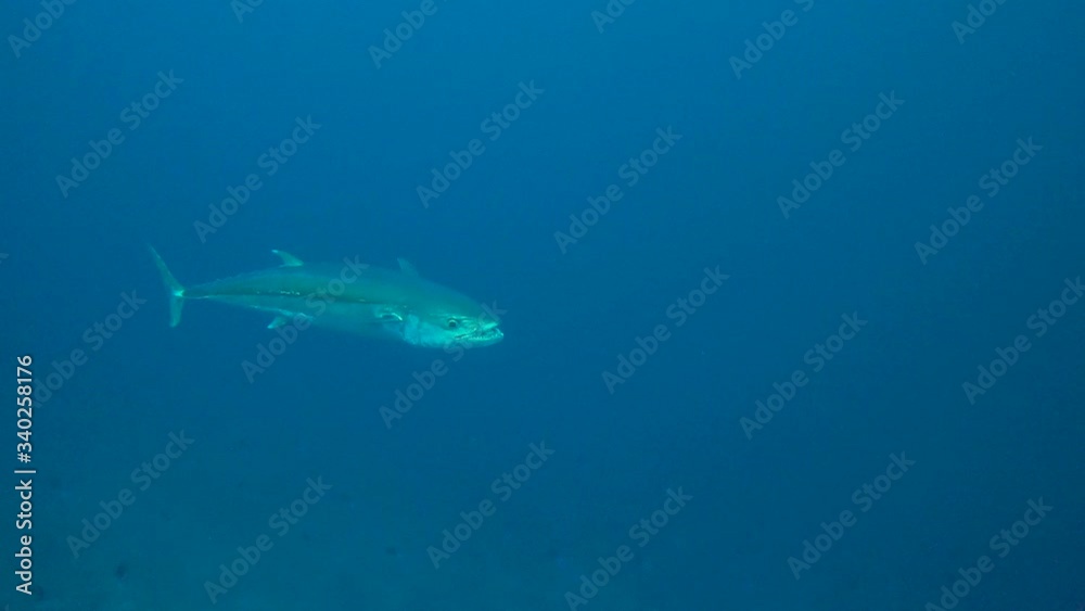 Huge dogfish tuna swims alone in the blue water looking menacing. So prehistoric looking Huge dogfish tuna swims alone in the blue water looking menacing. So prehistoric looking