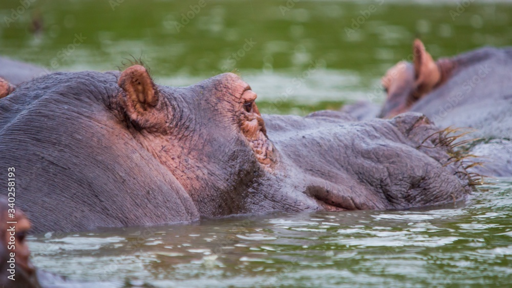Hipopotamos africanos bañandose en el rio Hipopotamos africanos bañandose en el rio