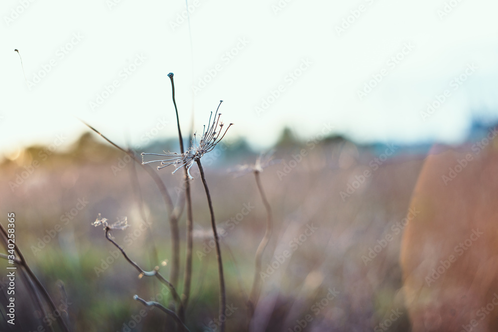 Beautiful nature background macro. Blurred gentle sun flare background. free space for text. Romantic soft gentle artistic image Beautiful nature background macro. Blurred gentle sun flare background. free space for text. Romantic soft gentle artistic image