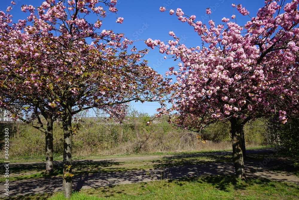 Kirschblütenzeit am Berliner Mauerweg (Bornholmer Straße)