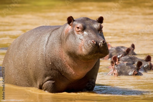 Hipopotamos africanos bañandose en el rio