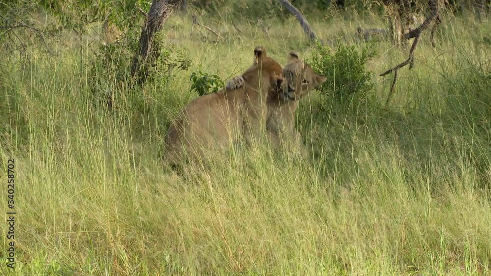 Adolescent African Lion cubs play fight briefly in tall green grass Adolescent African Lion cubs play fight briefly in tall green grass