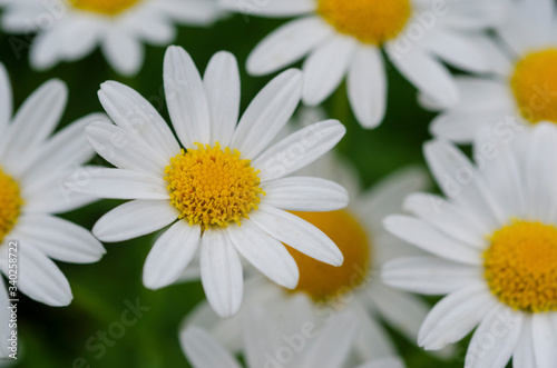 Blurred white flowers with blurred pattern backgrounds