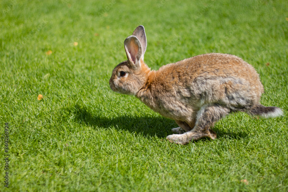 Fototapeta premium running rabbit in the grass