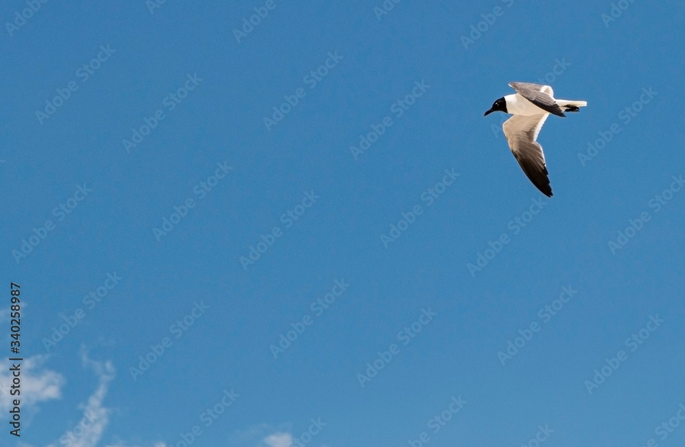 Small seagull flying in a very blue sky Small seagull flying in a very blue sky