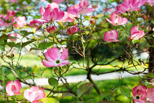 Dogwood tree with pink flowers in spring time
