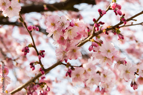 Fruehling Bluete Natur Sommer Sonne