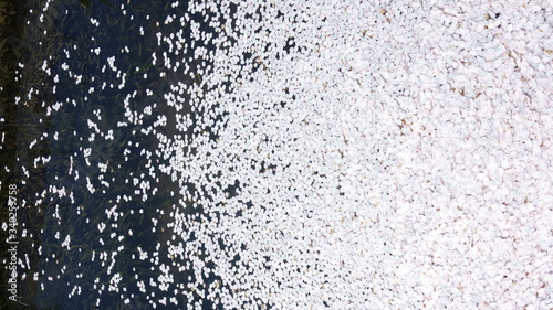 Cherry blossom petals floating on the water (水面に浮かぶ桜)