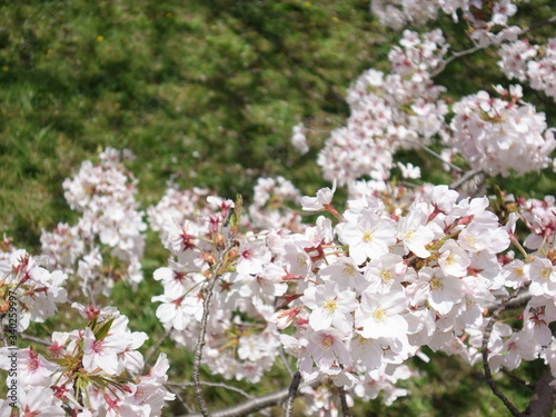 Cherry blossoms in the woods (桜)