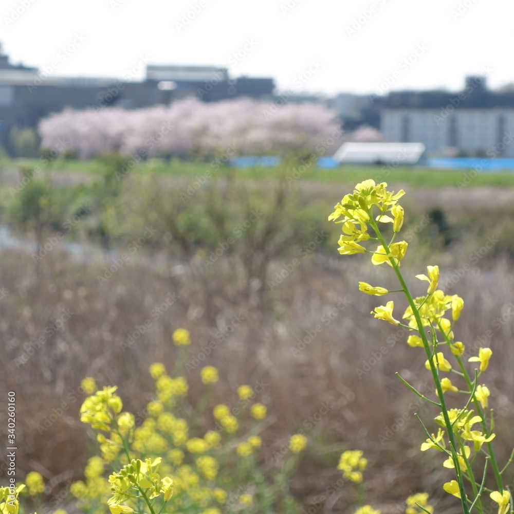 Obraz premium Rape blossoms and cherry blossoms (菜の花と桜)