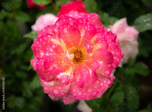 Water Drops on The Yellow Pink Rose Blooming © wichatsurin