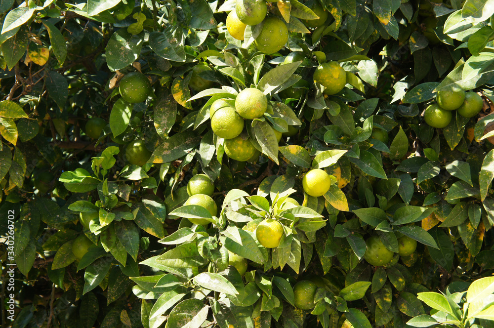 Obraz premium Citrus aurantium or bitter orange tree background