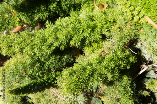 Juniperus conferta schlager or shore juniper green shrub photo